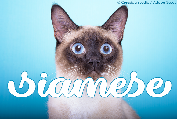 Dillon the Cat: A Stylish Script Font for Handmade Brands
